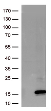 SAPAP3 Antibody