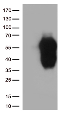 SAPAP3 Antibody