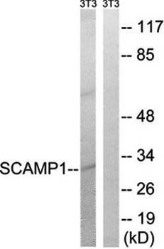 SCAMP1 Antibody