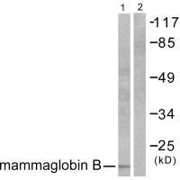 SCGB2A1 Antibody