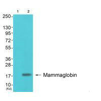 SCGB2A2 Antibody