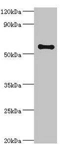 SCP2 Antibody