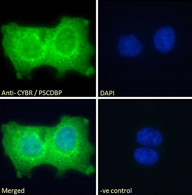 CYBR/PSCDBP Antibody