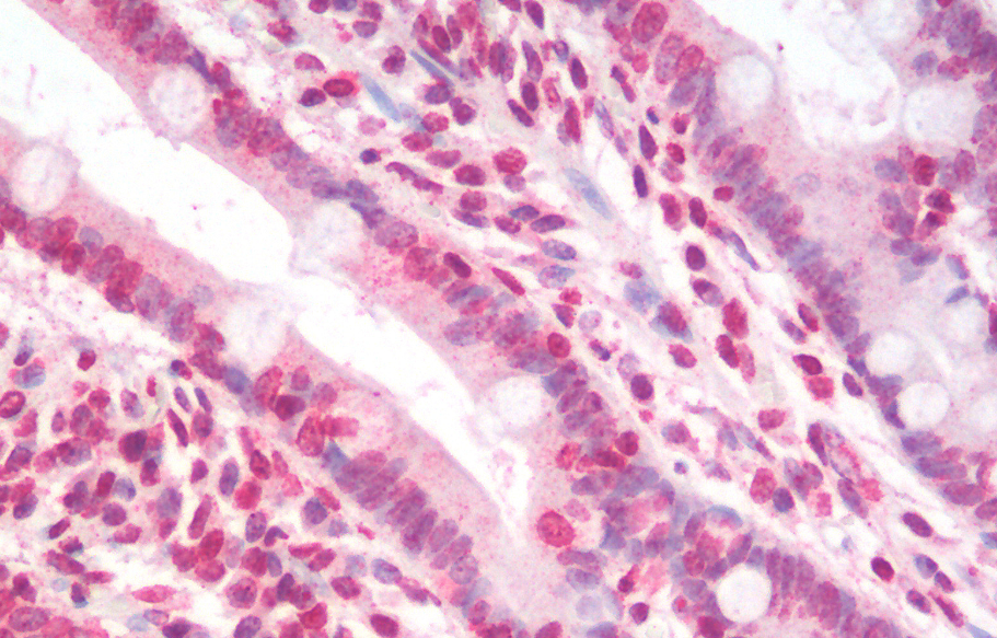 Goat anti-GNL3 (aa115-126) Antibody