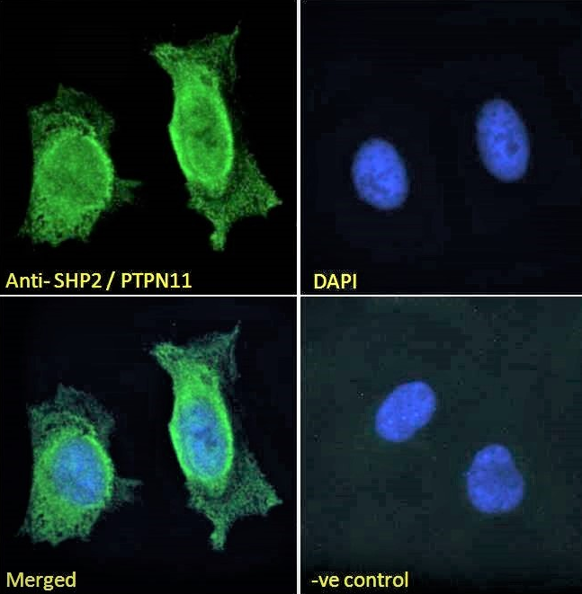SHP2/PTPN11 Antibody