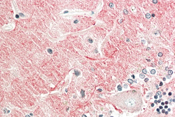 contactin 1 (aa585-870) Antibody