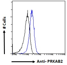PRKAB2 Antibody