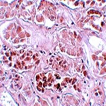 SCRN1 Antibody