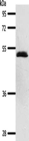 SCTR Antibody