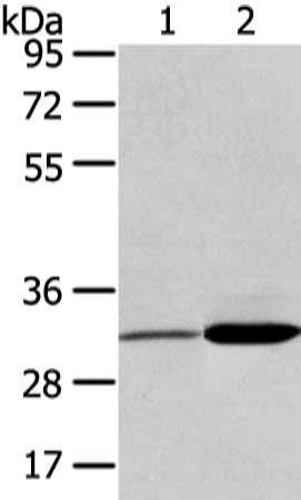 SDCBP Antibody