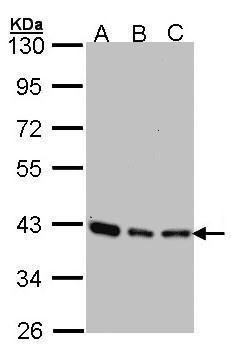 SEC13L1 antibody [N1C3]