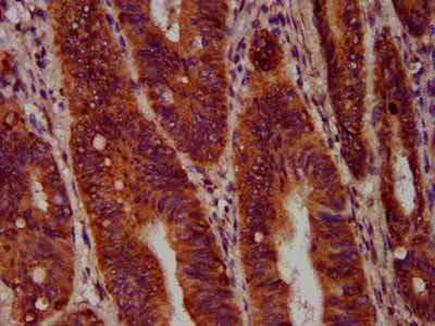 SEC14L2 Antibody