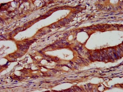 SEL1L Antibody