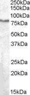 SEL1L Antibody