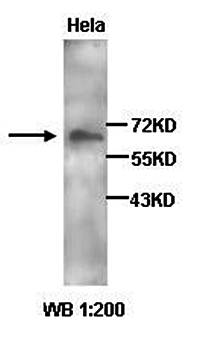 Selectin E Rabbit Polyclonal Antibody