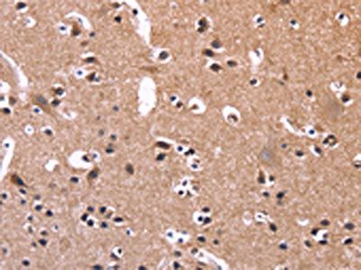 SELPLG Antibody