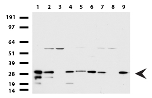 SEMA3G Antibody