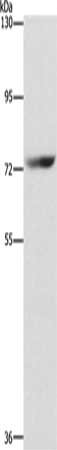 SENP1 Antibody