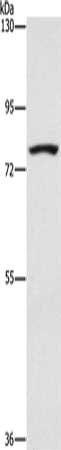 SENP1 Antibody
