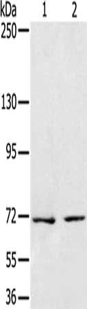 SENP1 Antibody