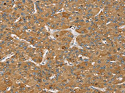 SENP3 Antibody