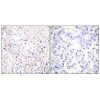 SENP3 Antibody