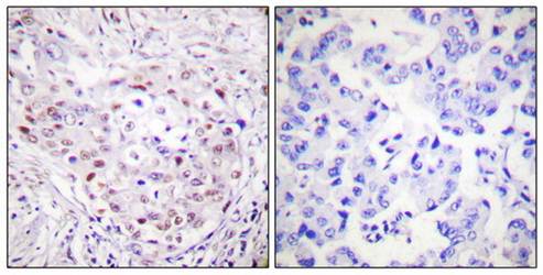 SENP3 Antibody