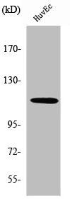 SENP7 Antibody
