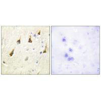 SENP7 Antibody