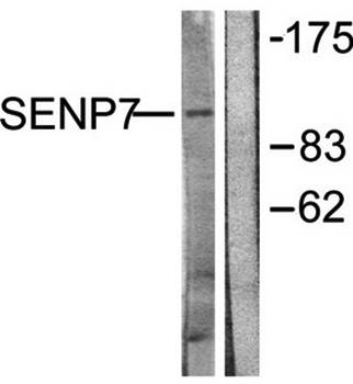 SENP7 Antibody