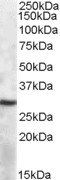 SEPT2 Antibody