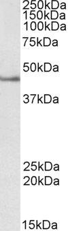 Septin 1/SEPT1 Antibody