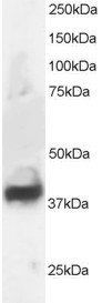 Septin 3 Antibody