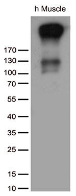 SERCA2 Antibody