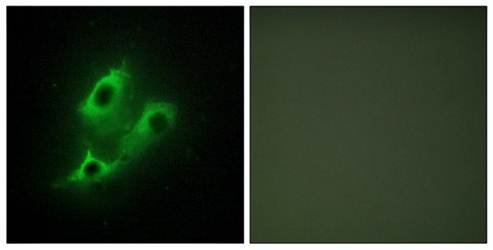 SERINC2 Antibody