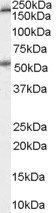 Serotonin receptor 3A/HTR3A Antibody