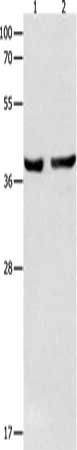 SERPINB5 Antibody