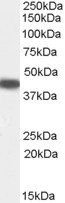 SERPINB9 Antibody