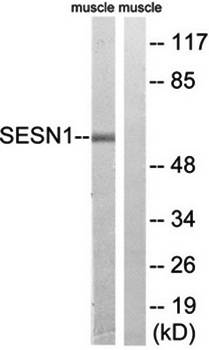 SESN1 Antibody