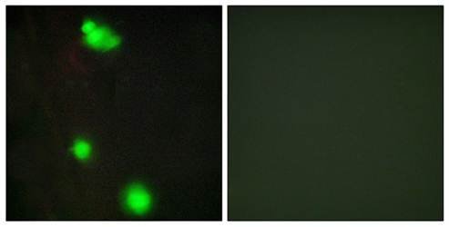 SFRS3 Antibody