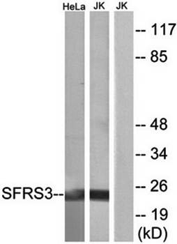 SFRS3 Antibody