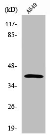 SGCB Antibody