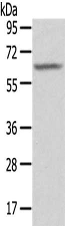 SGPL1 Antibody