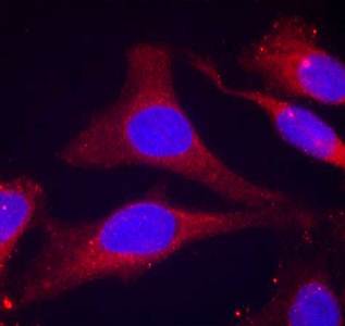 SHP (Phospho-Tyr536) Antibody