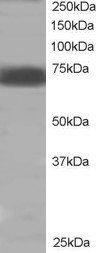 SHP2/PTPN11 Antibody