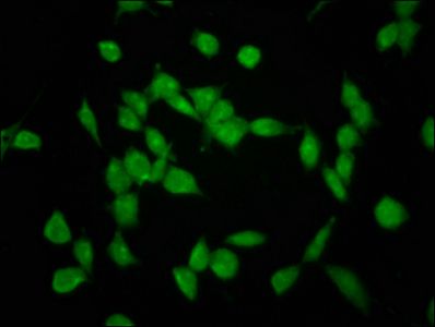 SHPRH Antibody