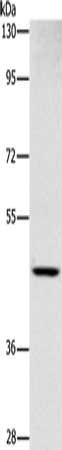SIGLEC6 Antibody