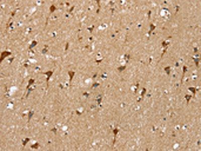 SIGLEC7 Antibody