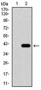 SIRT4
