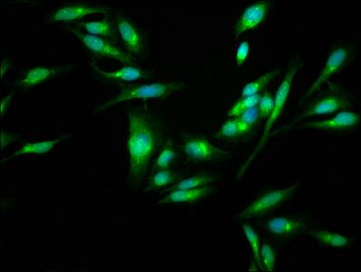 SKA3 Antibody